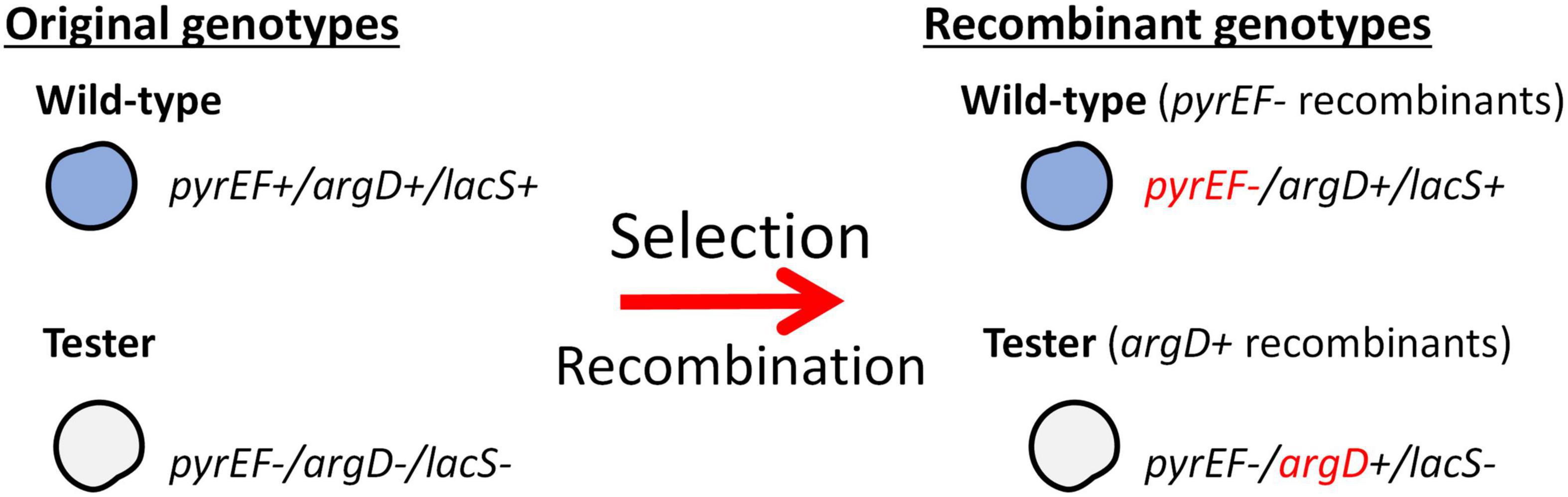 Integrated conjugative plasmid drives high frequency chromosomal gene transfer in Sulfolobus islandicus